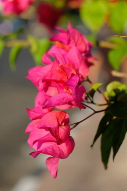 Bahçedeki güzel pembe begonviller.