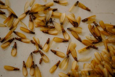 Group of flying termites on the floor