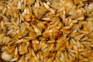 Group of flying termites on the floor