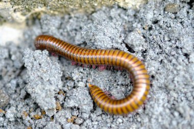 Close up of millipede on the stone  