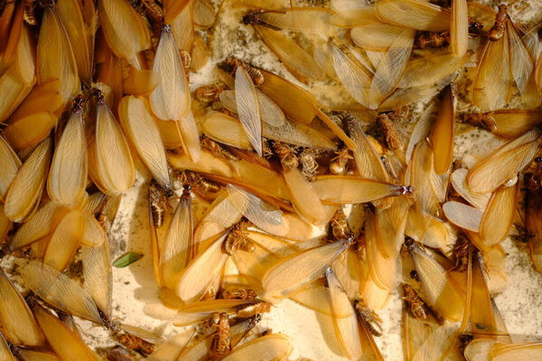 Группа мёртвых летающих термитов на полу