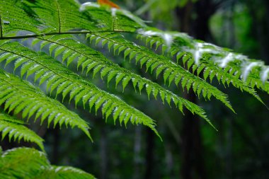 Close up view of  tree fern (Cyathea spinulosa) on the background of green tropical forest