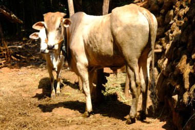 Indonesian cattle in the countryside 