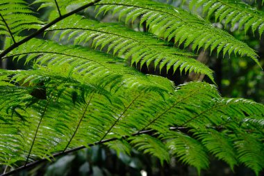 Close up view of  tree fern (Cyathea spinulosa) on the background of green tropical forest