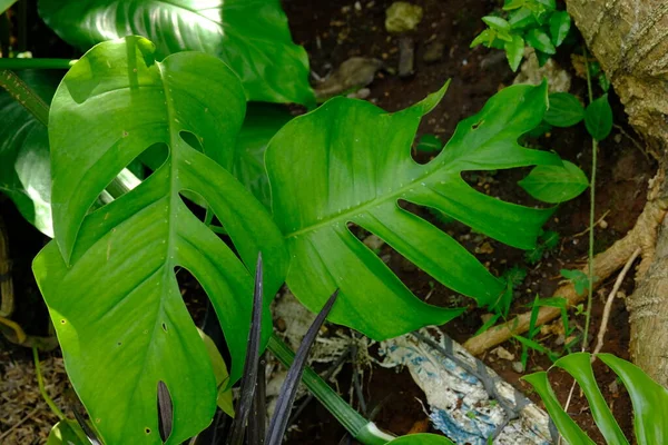 green leaves of a plant in a jungle