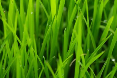 Çiyli yeşil çimenler, doğal arkaplan 