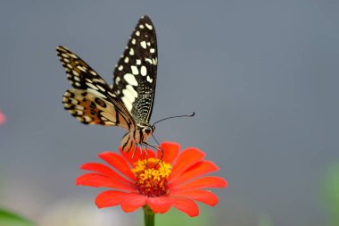 Bahçedeki bir çiçekte kelebek