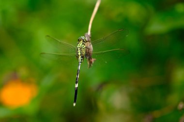 Dragonfly 'a yakın bir tesiste. 