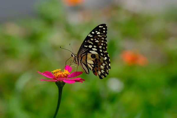 Primer Plano Mariposa Una Flor —  Fotos de Stock