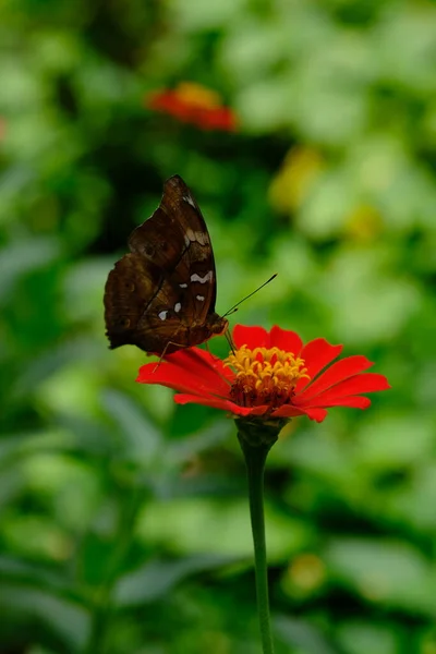 Hermosa Mariposa Una Flor —  Fotos de Stock