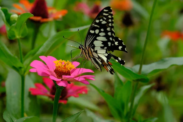 Papillon Sur Fleur Rose — Photo