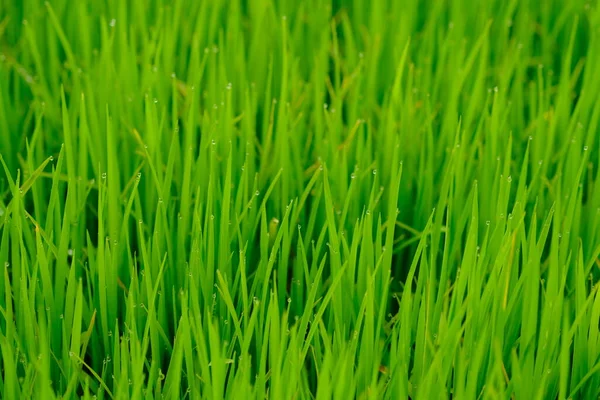 Erba Verde Con Sfondo Gocce — Foto Stock