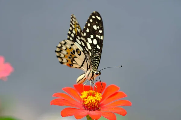 Closeup Shot Beautiful Butterfly — Stock Photo, Image