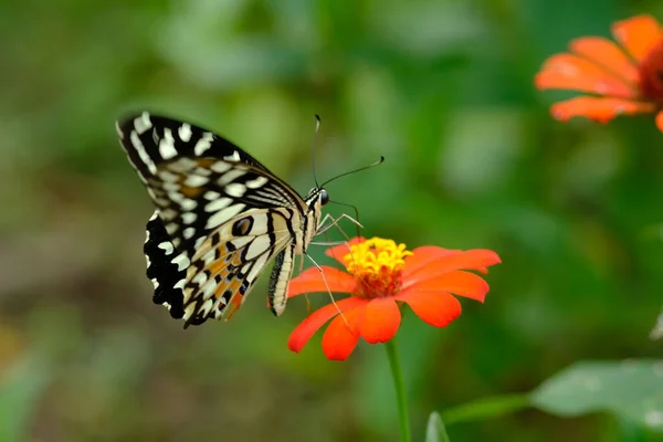 自然の中の花のように美しい蝶 — ストック写真