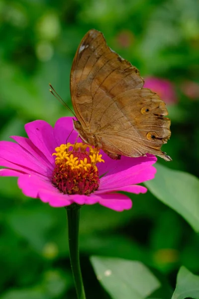 Красивая Бабочка Сидящая Цветке — стоковое фото