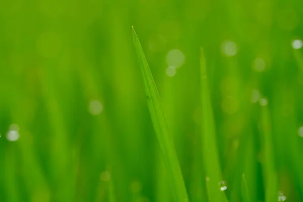Groen Gras Met Dauwdruppels — Stockfoto