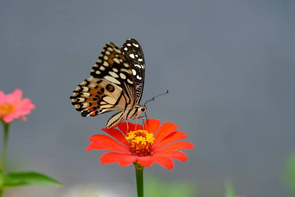 Gros Plan Papillon Sur Une Fleur — Photo