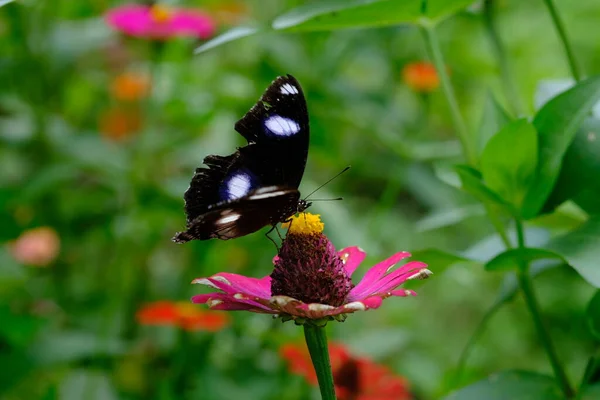 Красивая Черная Бабочка Сидит Цветке — стоковое фото