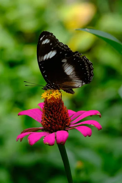Motýl Růžovém Květu Letní Zahradě — Stock fotografie