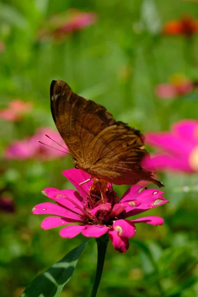 Красивая Бабочка Цветке — стоковое фото