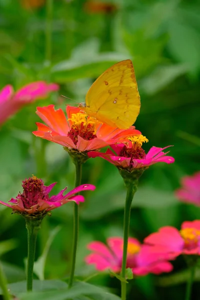Bela Borboleta Amarela Sentado Flor — Fotografia de Stock