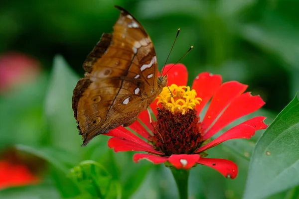 Papillon Sur Fleur Rouge — Photo