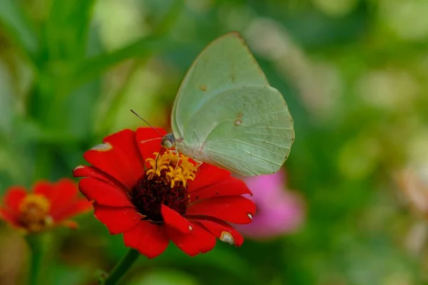 Butterfly Sitting Red Flower — Stock Photo, Image