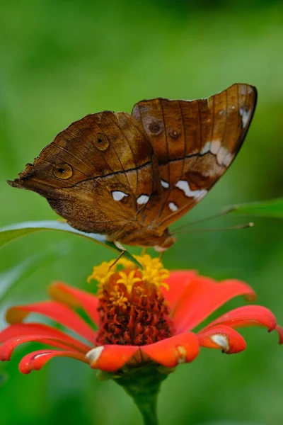 Mariposa Sentada Una Flor Cerca —  Fotos de Stock