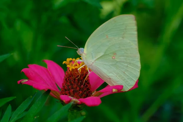 Gelber Schmetterling Auf Einer Blume — Stockfoto