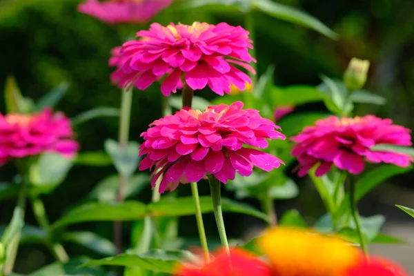 庭の美しい色とりどりの花々 — ストック写真