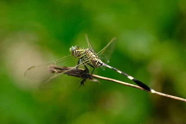 与美丽的蜻蜓近距离接触 — 图库照片