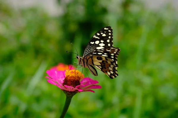 Красивая Бабочка Цветке Летом — стоковое фото