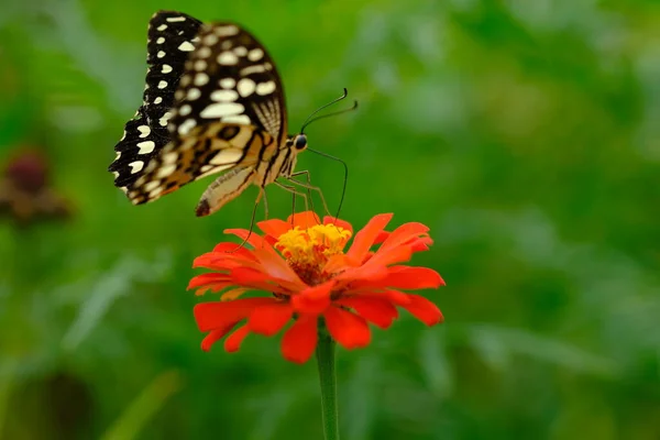 美丽的蝴蝶在红色的花 — 图库照片