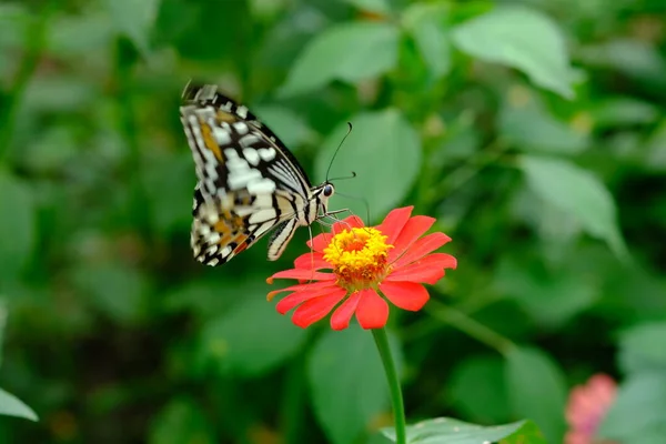 Primer Plano Una Mariposa Sobre Una Flor —  Fotos de Stock