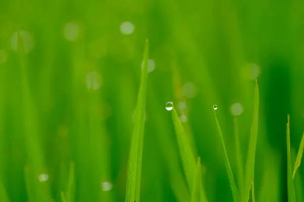 Erba Verde Con Gocce Rugiada Sfondo Naturale — Foto Stock