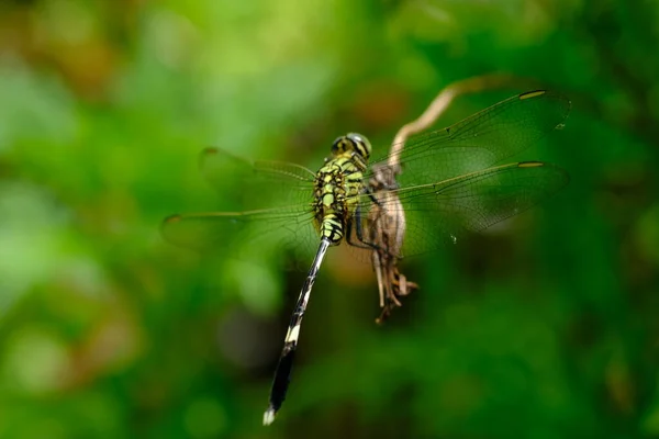 Dragonfly 'a yakın bir tesiste. 