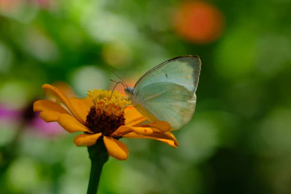 Beautiful Butterfly Sitting Flower Garden — Stock Photo, Image