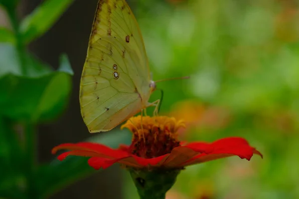 Желтая Бабочка Цветке — стоковое фото