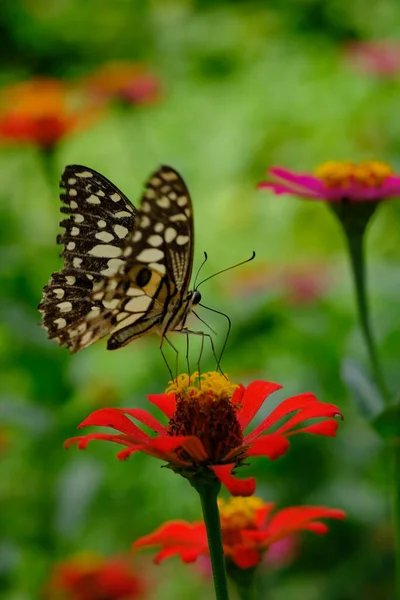Красивая Бабочка Цветочном Фоне — стоковое фото