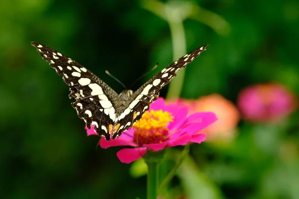 Mariposa Sobre Una Flor Vista Cercana —  Fotos de Stock