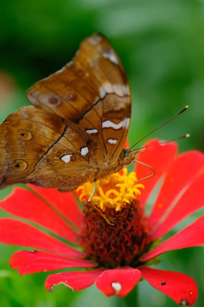 Zbliżenie Piękny Motyl Czerwony Kwiat — Zdjęcie stockowe