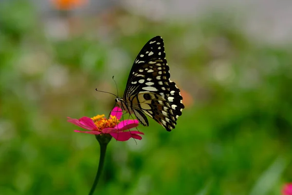 背景をぼかした写真に美しい蝶 — ストック写真