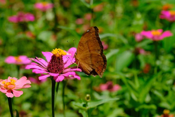 Beau Papillon Sur Fleur Dans Nature — Photo