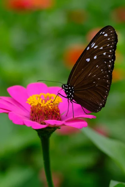 Beau Papillon Sur Fleur Nature Arrière Plan — Photo