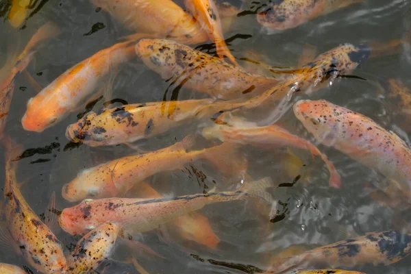 Закрыть Вид Красивую Рыбу Кои Воде — стоковое фото