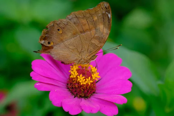 Papillon Sur Fleur Dans Parc — Photo