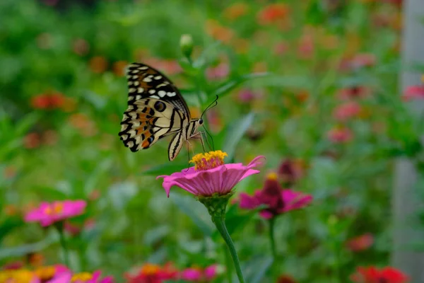 Бабочка Цветке Красивого Сада — стоковое фото