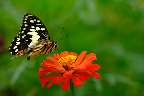 Close Beautiful Butterfly Sitting Red Flower — Stock Photo, Image