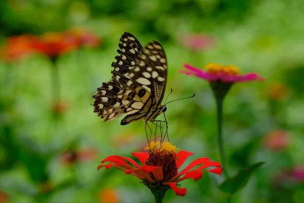 Крупный Снимок Бабочки Цветке Летом — стоковое фото