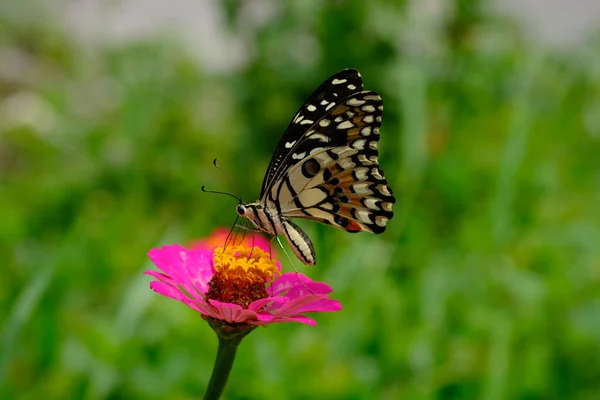Beau Papillon Sur Fleur Gros Plan — Photo
